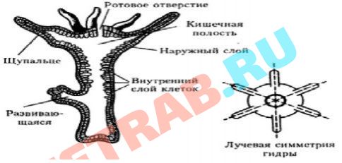 Кракен официальная ссылка зеркало